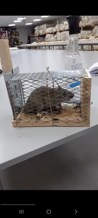 تله موش مدل قفسی