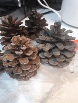 میوه تزیینی کاج مدل 121111مجموعه 5 عددی