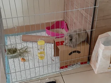 پارک سگ کد 01