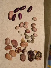 تجریه خرید لوبیا عروس دستچین کالا - 1200 گرم