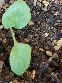 بذر سبزی خوراکی بذر طلایی برتر کد P-S-BZT-08 مجموعه 8 عددی