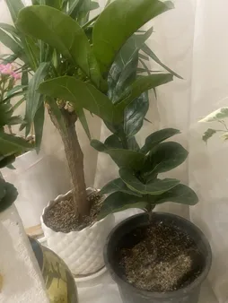 گیاه طبیعی آپارتمانی فیکوس لیراتا کد FL12