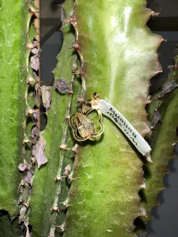 آویز گردنبند طلا 18 عیار زنانه ناریا مدل پروانه رنگ زرد