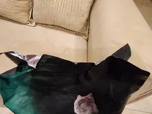 تجریه خرید غذای خشک گربه رفلکس پلاس مدل Urinary وزن 15 کیلوگرم