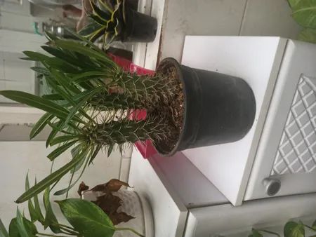 گیاه طبیعی نخل ماداگاسکار کد G03