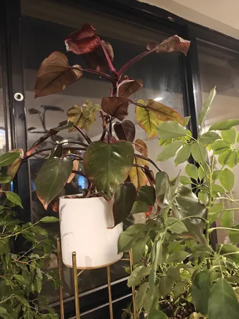 گل طبیعی فیلودندرون  تافکو مدل پینک پرنسس  کد 2x