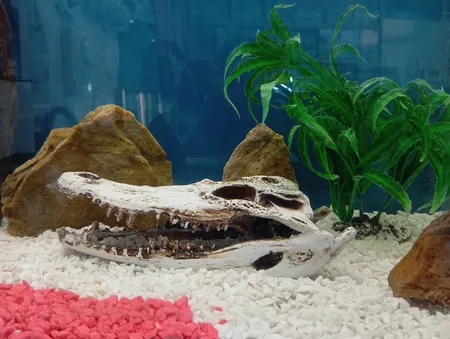 جمجمه تزیینی آکواریوم کد MS