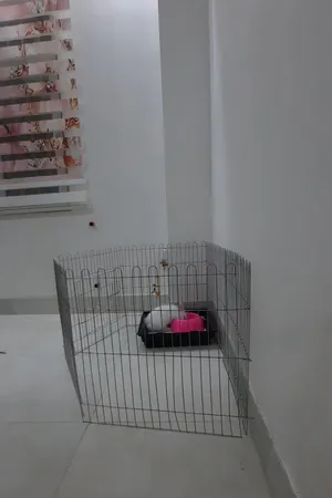 پارک سگ کد 01