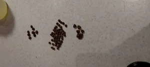 تجریه خرید غذا خشک گربه روتیکا مدل Kitten وزن ۲کیلوگرم