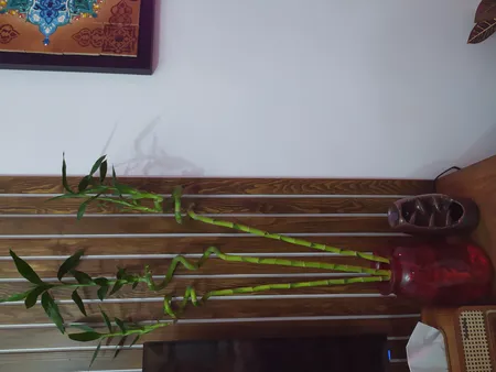 گیاه طبیعی بامبو مدل جوانه دار مدل 80