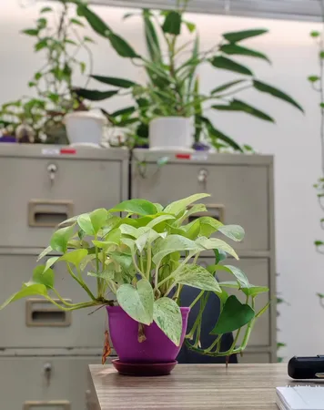 گوشی موبایل آنر مدل 200 دو سیم کارت ظرفیت 256 گیگابایت و رم 12 گیگابایت