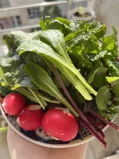 تجریه خرید بذر تربچه بذر طلایی برتر کد BZT-91