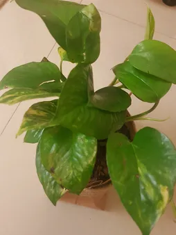 گیاه طبیعی پوتوس کدA.P.01