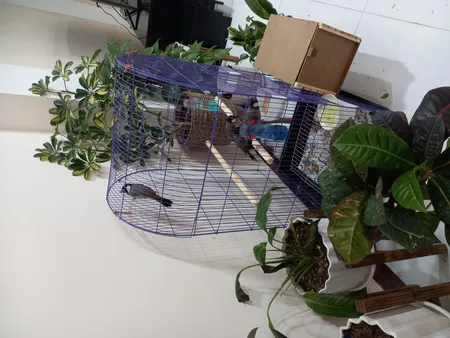 قفس عروس هلندی مدل 1034