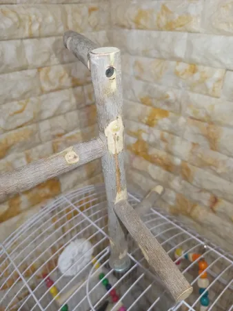 اسباب بازی پرندگان مدل نشیمنگاه طوطی طرح استند a6