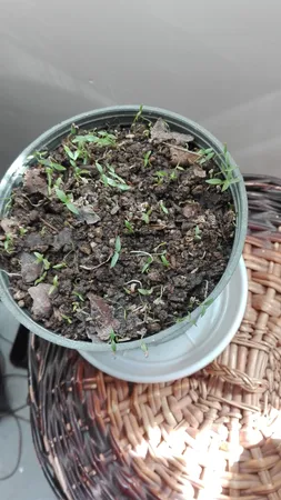 بذر جعفری بذر طلایی برتر کد BZT-92