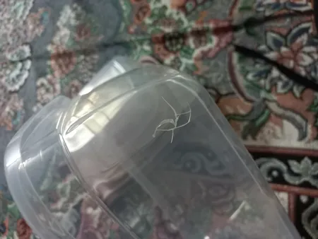 ظرف نگهدارنده غذا 12 پارچه نورینو مدل آیرینا