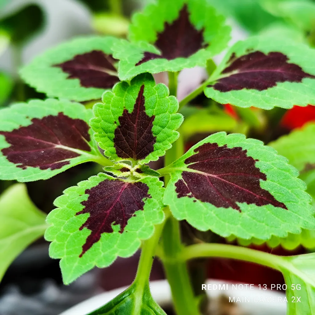 گوشی موبایل شیائومی مدل Redmi Note 13 Pro 5G دو سیم کارت ظرفیت 512 گیگابایت و رم 12 گیگابایت