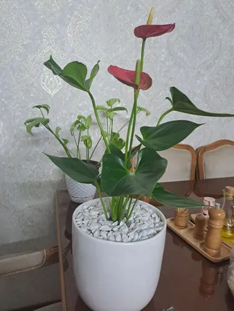 گل طبیعی انتوریوم تافکو مدل صورتی