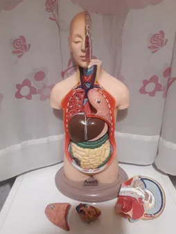 بازی آموزشی طرح مولاژ نیم تنه انسان مدل ASM06