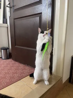 اسباب بازی گربه مدل 58