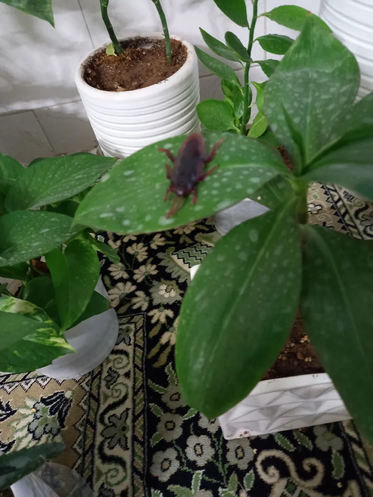 بسته آموزشی کودکان با حشرات بسته 5 عددی سوسک