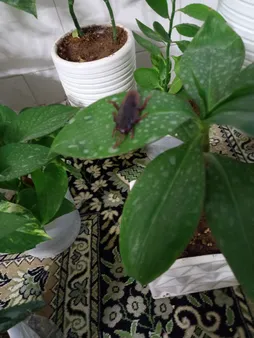 بسته آموزشی کودکان با حشرات بسته 5 عددی سوسک