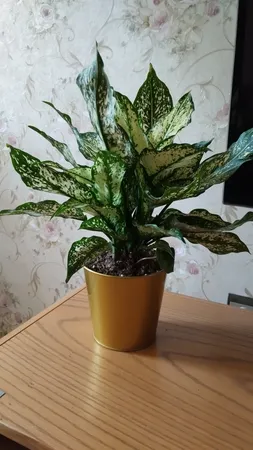 گلدان دکوری ایکیا مدل DAIDAI -7035