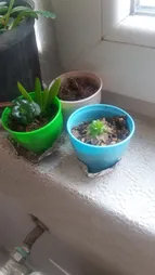 گلدان کلاسیک مدل G3006 مجموعه 10 عددی