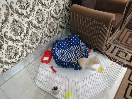 پارک سگ کد 01