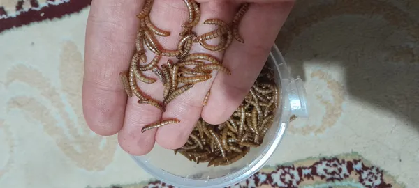 عکس ارسالی خریدار