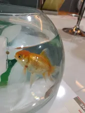 تجریه خرید غذای ماهی قرمز مدل RED FISH FOOD وزن 20 گرم