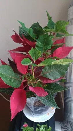 گل طبیعی بنت قنسول کد 105