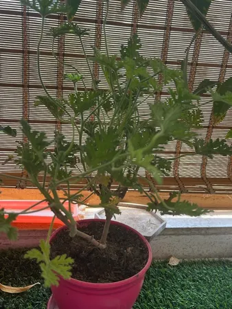 گیاه طبیعی عطر چای مدل C-42