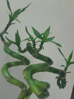 گیاه طبیعی بامبو کد GLGL