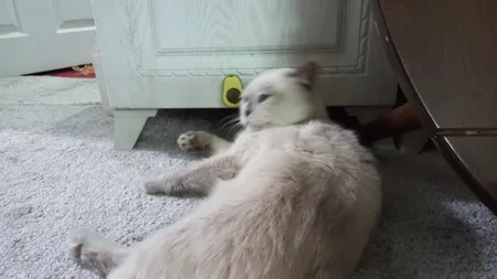 تشویقی دندانی گربه مدل آبنبات کت نیپ دار avo01