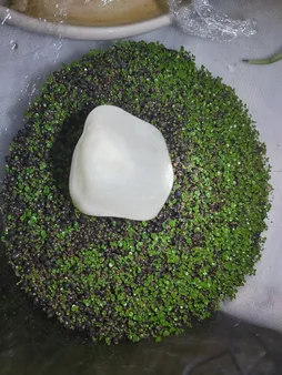 بذر پلنت آکواریوم مدل چمن ریز کوبایی