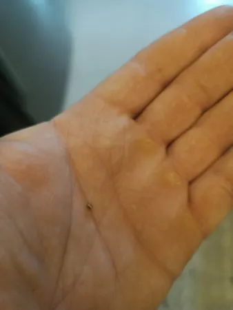 آهن ربا مدل نئودیمیوم Mega-2.2 بسته 20 عددی