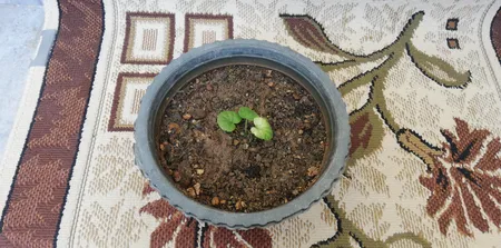 بذر گل شمعدانی الوان سانیا سید مدل SH3