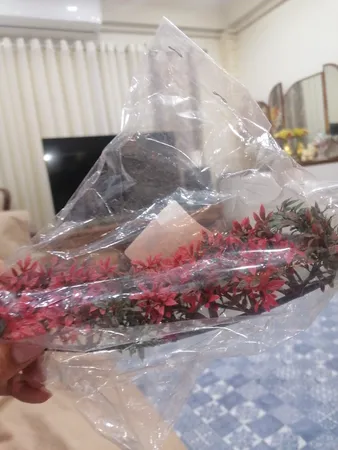 گیاه تزیینی آکواریوم مدل چمن خطی مونت کارلو