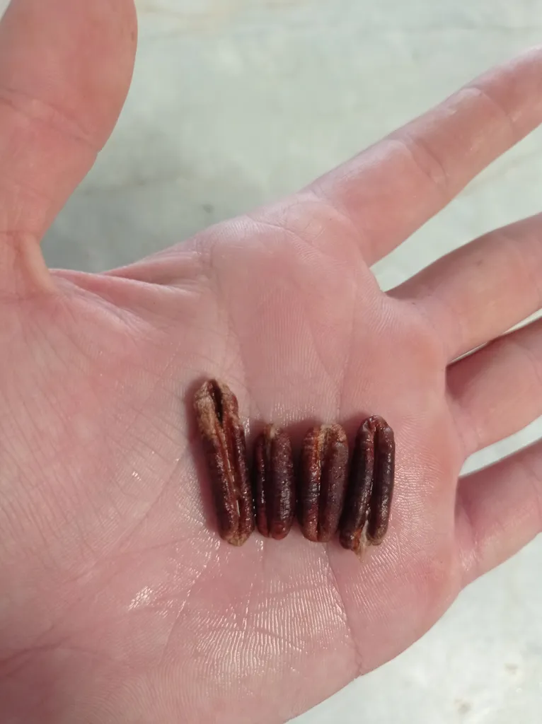 خرما پیارم رویال - 250 گرم