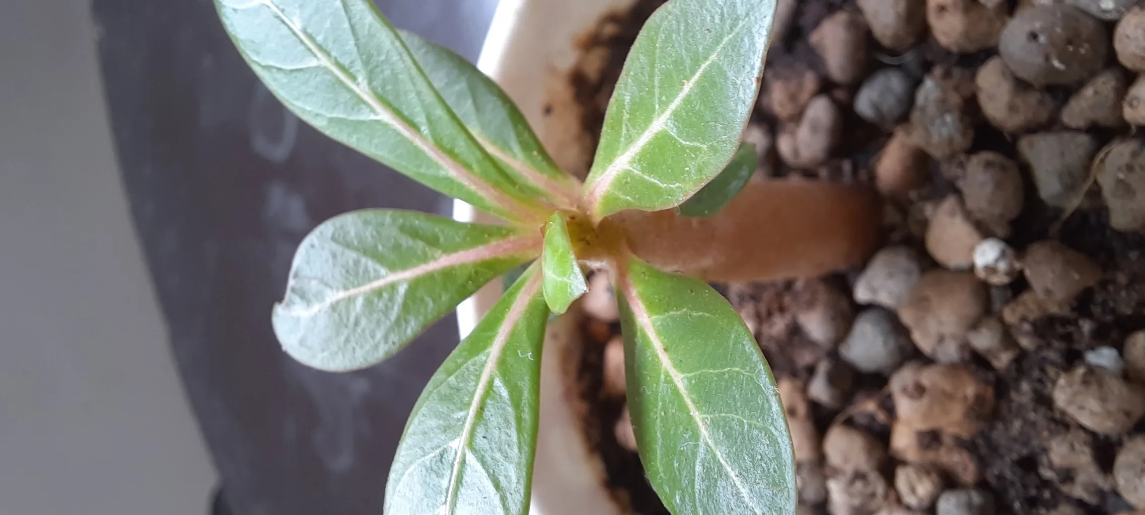 بذر بنسای آدنیوم سانیا سید مدل T5 مجموعه 3 عددی