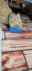 تجریه خرید غذای خشک گربه بالغ نوتری پت مدل 29Percent Pro مقدار 2 کیلوگرم