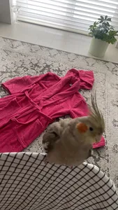 تجریه خرید حوله پالتویی ماندگار کد 8030 سایز 125