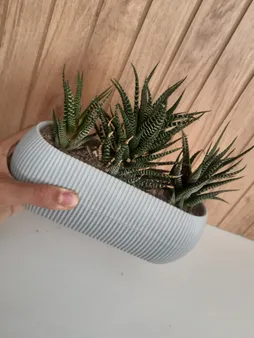 گلدان مدل کاکتوسی قایقی