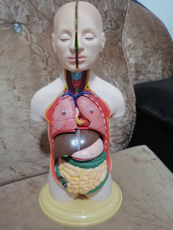 بازی آموزشی طرح مولاژ نیم تنه انسان مدل ASM06