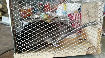 تله موش مدل قفسی