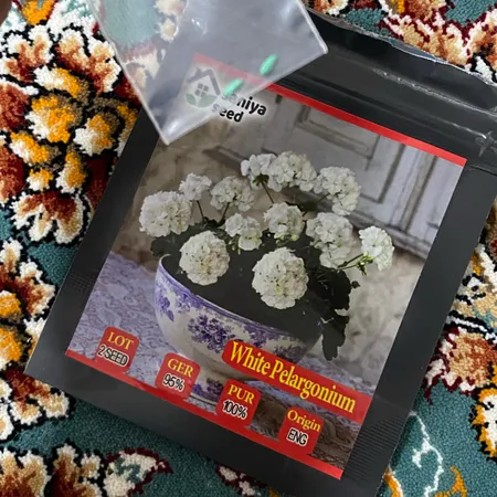 بذر گل شمعدانی سفید سانیا سید مدل SH2