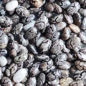 تجریه خرید دانه چیا دهکده سبز سلامت - 1000 گرم