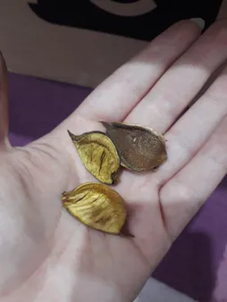 گل خشک کوه شاپ کد D3018- A003